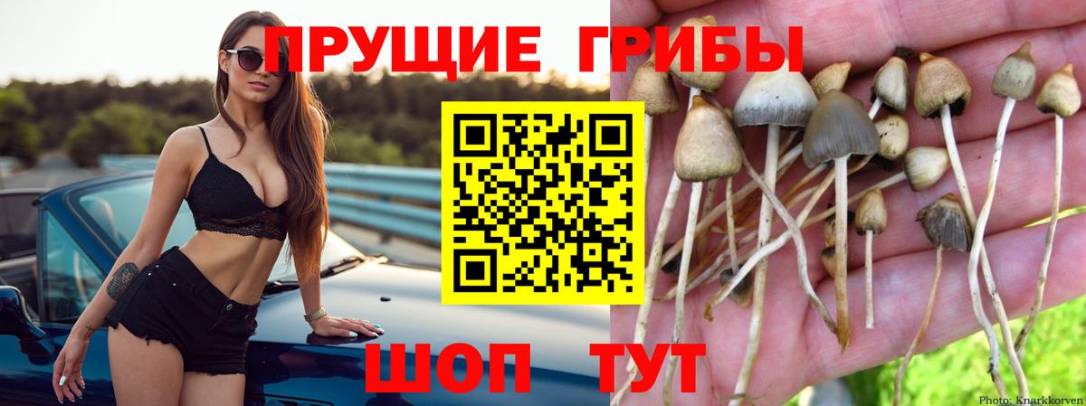 Печора  Псилоцибиновые грибы прущие грибы  Вход с VPN 